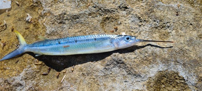 Il Mezzobecco: una nuova minaccia per i mari italiani? Lo studio dei ricercatori dell’Università di Catania